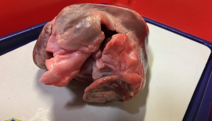 Year 5 -  heart dissections 